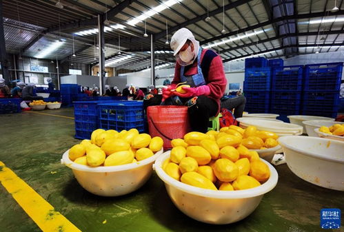 新一季柬埔寨芒果干開始出口中國了 東盟 bbrtv北部灣在線